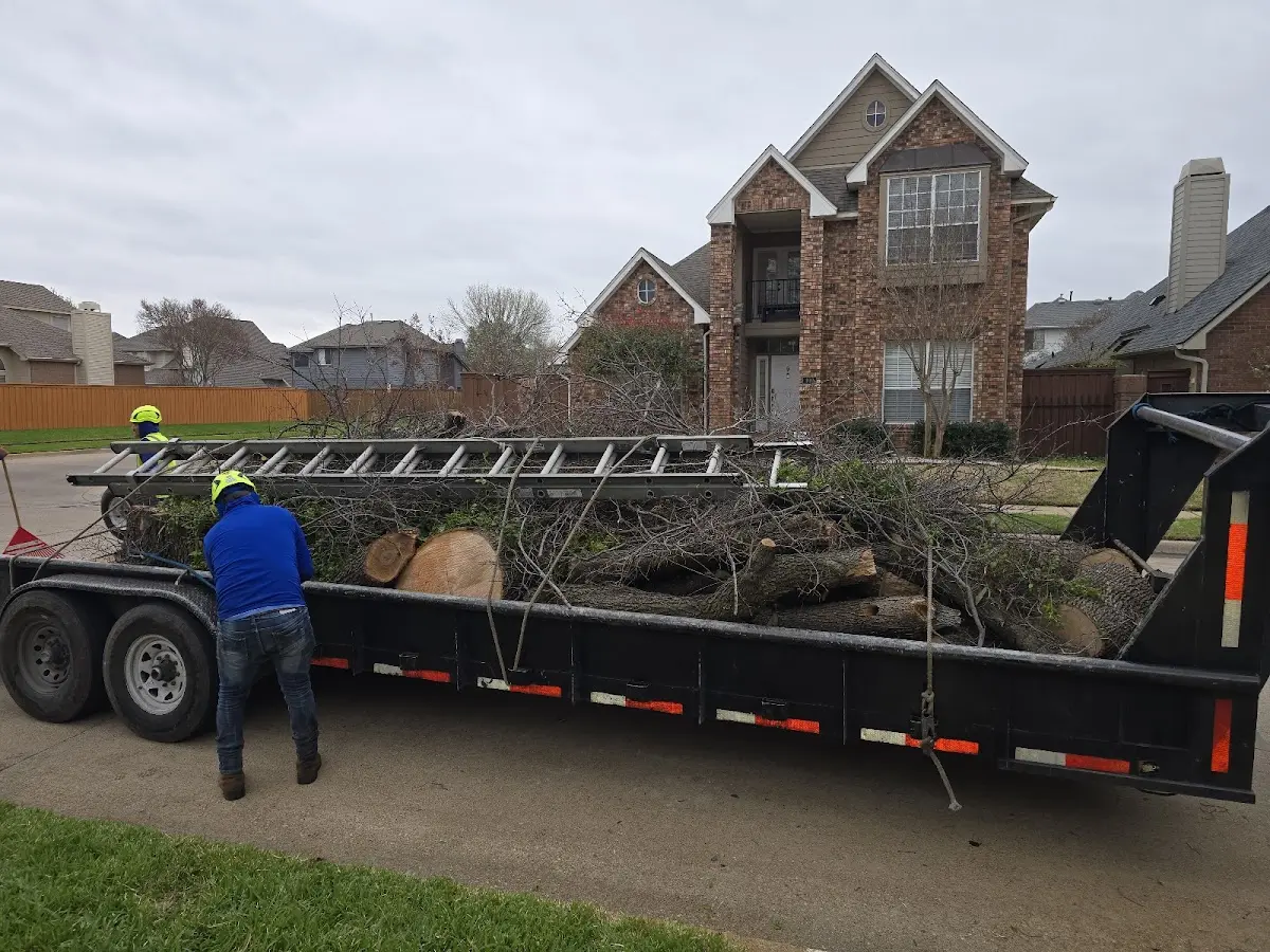 Expert Tree Removal with proper safety equipment in Forkland